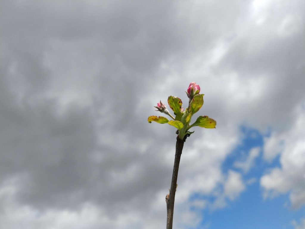Grey sky and a branch of our apple tree with it's first fragile green leaves with rose buds starting to bloom.